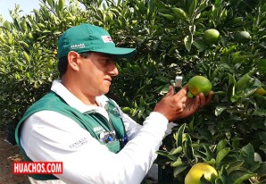 Senasa certificó la calidad de más de 90 mil toneladas de cítricos en región Ica Senasa certificó la calidad de más de 90 mil toneladas de cítricos en región Ica