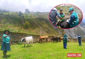 Senasa realiza acciones sanitarias para prevenir brote de Carbunco Sintomático Senasa realiza acciones sanitarias para prevenir brote de Carbunco Sintomático