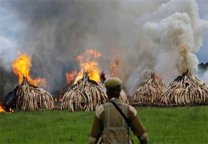 Kenia declara la guerra a las mafias quemando 105 toneladas del 'oro blanco' Kenia declara la guerra a las mafias quemando 105 toneladas del 'oro blanco'