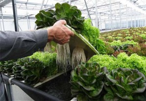 El cultivo aeropónico es una alternativa interesante para la agricultura huachina El cultivo aeropónico es una alternativa interesante para la agricultura huachina