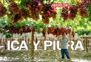 El Perú se convierte en el tercer exportador mundial de uva fresca | VIDEO El Perú se convierte en el tercer exportador mundial de uva fresca | VIDEO