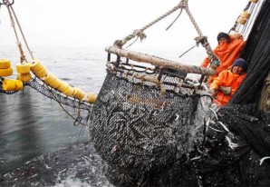Estan pescando mucho más de lo que declaran los pescadores y autoridades Estan pescando mucho más de lo que declaran los pescadores y autoridades