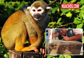 Rescatan 19 monos tití de manos de traficante, iban ser vendidos en Arequipa Rescatan 19 monos tití de manos de traficante, iban ser vendidos en Arequipa