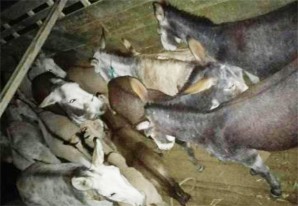 Policía de Carreteras captura en Nasca una banda de abigeos de burros Policía de Carreteras captura en Nasca una banda de abigeos de burros