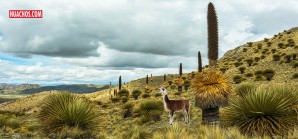 Campesinos "matan" más de 15 Puyas de Raimondi en Sacsamarca, Huancavelica Campesinos "matan" más de 15 Puyas de Raimondi en Sacsamarca, Huancavelica