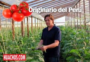 La memoria del sabor: Buenos Aires y sus 51 tipos de tomates La memoria del sabor: Buenos Aires y sus 51 tipos de tomates