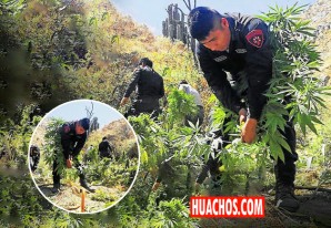 Yánac ya parece ser el VRAEM de Ica, fuerzas del orden dan otro duro golpe al narcotráfico Yánac ya parece ser el VRAEM de Ica, fuerzas del orden dan otro duro golpe al narcotráfico