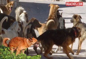 El hidaditosis, grave problema endémico en la Tierra del Mercurio El hidaditosis, grave problema endémico en la Tierra del Mercurio