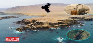 Con nuevos equipos pretenden mejorar control en la Reserva Nacional San Fernando de Ica Con nuevos equipos pretenden mejorar control en la Reserva Nacional San Fernando de Ica