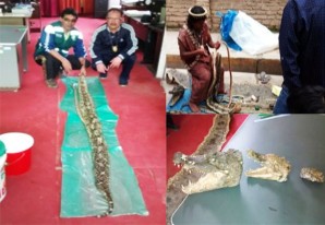 La PNP Huancavelica decomisa pieles y productos disecados de especies protegidas La PNP Huancavelica decomisa pieles y productos disecados de especies protegidas