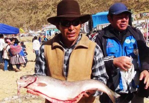 Muestran las bondades de otro producto faro de Huancavelica Muestran las bondades de otro producto faro de Huancavelica