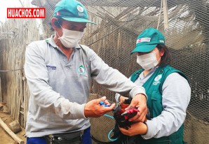 320 mil aves serán vacunadas en Ica para prevenir enfermedad de Newcastle 320 mil aves serán vacunadas en Ica para prevenir enfermedad de Newcastle