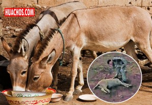 Abigeos se graban sacrificando burros en la ciudad de Chincha - VIDEO Abigeos se graban sacrificando burros en la ciudad de Chincha - VIDEO
