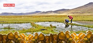 La increíble diversidad biológica del Perú, ahora es el caso del Cushuro | VIDEO La increíble diversidad biológica del Perú, ahora es el caso del Cushuro | VIDEO
