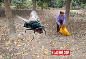 MINAGRI: Culmina plazo de cosecha de cítricos en la región Ica MINAGRI: Culmina plazo de cosecha de cítricos en la región Ica