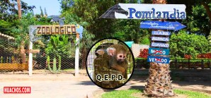 Dos monitos que se morían de hambre ya pasaron a una mejor vida Q.E.P.D. Dos monitos que se morían de hambre ya pasaron a una mejor vida Q.E.P.D.