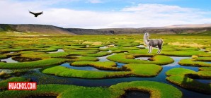 Los bofedales de Pilpichaca (Huaytará) deben ser declarados Sitio RAMSAR Los bofedales de Pilpichaca (Huaytará) deben ser declarados Sitio RAMSAR