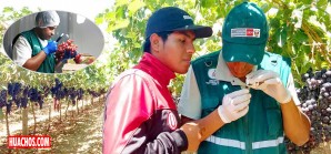 Senasa certifica la calidad de más de 102 mil toneladas de uva para la exportación Senasa certifica la calidad de más de 102 mil toneladas de uva para la exportación