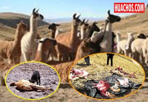 Jauría de perros salvajes atacan de nuevo. A dentelladas devoran 20 alpacas Jauría de perros salvajes atacan de nuevo. A dentelladas devoran 20 alpacas