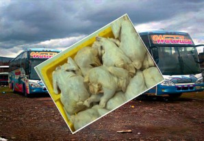 Llevan pollo para consumo humano en las bodegas de buses Warivilca y Turismo Nacional Llevan pollo para consumo humano en las bodegas de buses Warivilca y Turismo Nacional