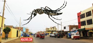 Brotes de la peligrosa Aedes Aegyptien en el distrito mas populoso de Chincha - VIDEO Brotes de la peligrosa Aedes Aegyptien en el distrito mas populoso de Chincha - VIDEO