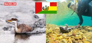 Trabajan juntos para conservación de la Rana Gigante y del Zambullidor del lago Titicaca Trabajan juntos para conservación de la Rana Gigante y del Zambullidor del lago Titicaca
