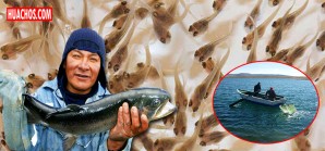 Siembran 667 mil alevinos de truchas en cuatro provincias de Huancavelica Siembran 667 mil alevinos de truchas en cuatro provincias de Huancavelica