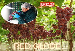 Productores de Ica exportan uva a 43 mercados internacionales Productores de Ica exportan uva a 43 mercados internacionales